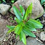 Erythroxylum laurifolium Leaf