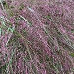 Eragrostis spectabilis Fruit