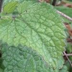 Stachys sylvatica List