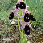 Ophrys magniflora Mosusu