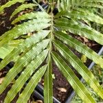 Filicium decipiens Leaf