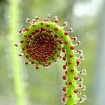 Drosophyllum lusitanicum Kvet