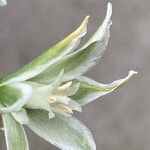 Ornithogalum nutans Λουλούδι
