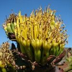 Agave shawii Flower