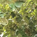 Tilia tomentosa Fruit