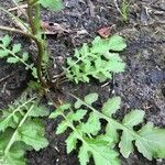 Rorippa palustris Leaf