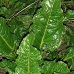 Beta vulgaris Folha