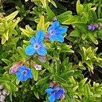 Glandora prostrata 花