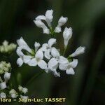 Asperula tinctoria Λουλούδι