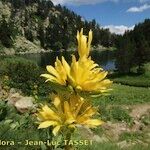 Gentiana × marcailhouana عادت