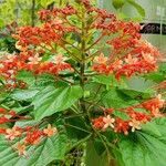 Clerodendrum paniculatum 花