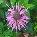 Monarda fistulosa 花