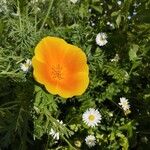 Eschscholzia californica Blüte