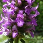 Betonica officinalis Blüte