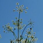 Heracleum mantegazzianum花