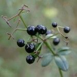 Rubia peregrina Fruit