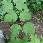 Viburnum acerifolium Feuille