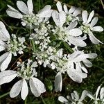 Orlaya grandiflora Fleur