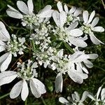 Orlaya grandiflora 花