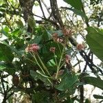 Syzygium viriosum 整株植物