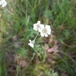 Achillea ptarmicaÇiçek