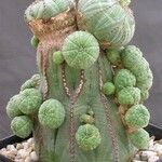 Euphorbia obesa पत्ता