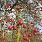 Rosa stylosa Ffrwyth