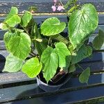 Begonia chitoensis Hoja