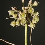 Allium pallens Flor