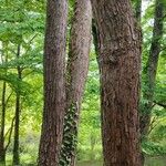 Toona sinensis Bark