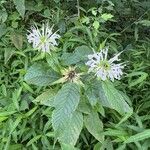 Monarda clinopodia Характер