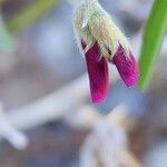 Vicia monantha Blüte