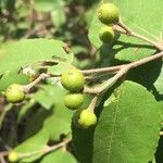 Grewia monticola Fruit