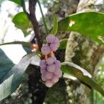 Anthurium scandens Fruto