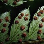 Polystichum transvaalense Leaf