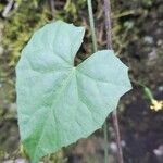 Melothria pendula Leaf