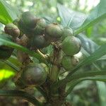 Chassalia vanderystii Fruto