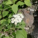 Ageratina adenophora Blüte