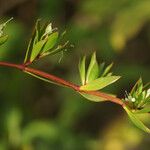 Ernodea littoralis Hoja