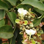 Afzelia bipindensis Flor