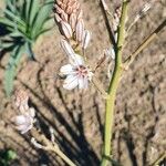 Asphodelus ramosus Lorea