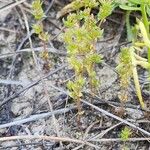Crassula alata Hábito