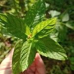 Mentha spicataBlatt