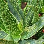 Aloe rauhii Лист