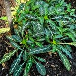 Crossandra pungens Yeri