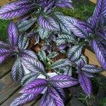 Strobilanthes cusia 葉