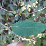 Hypoestes aristata Leaf