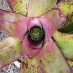 Neoregelia concentrica পাতা