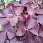 Oxalis spiralis Frunză