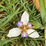 Trimezia northiana Flower